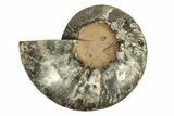 Cut & Polished Ammonite Fossil (Half) - Unusual Black Color #267928-1